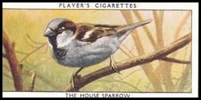 36 The House Sparrow